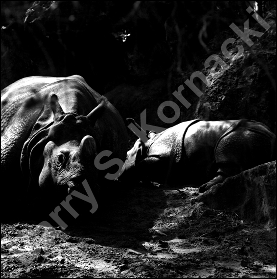indian rhino and baby, black and white photograph